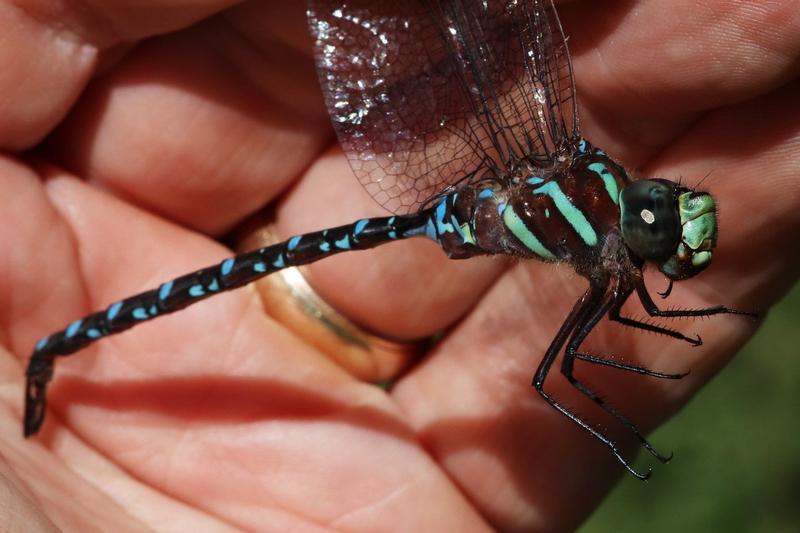 Photo of Black-tipped Darner