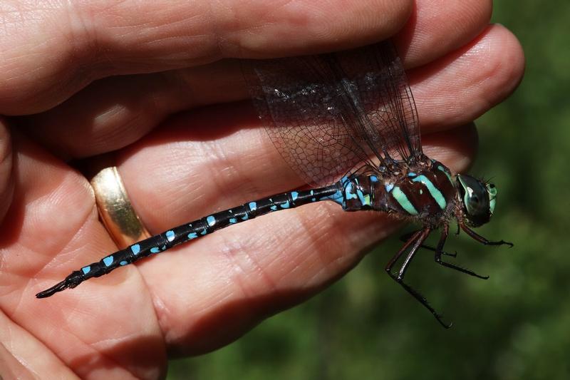 Photo of Black-tipped Darner