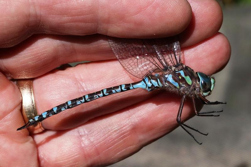 Photo of Canada Darner