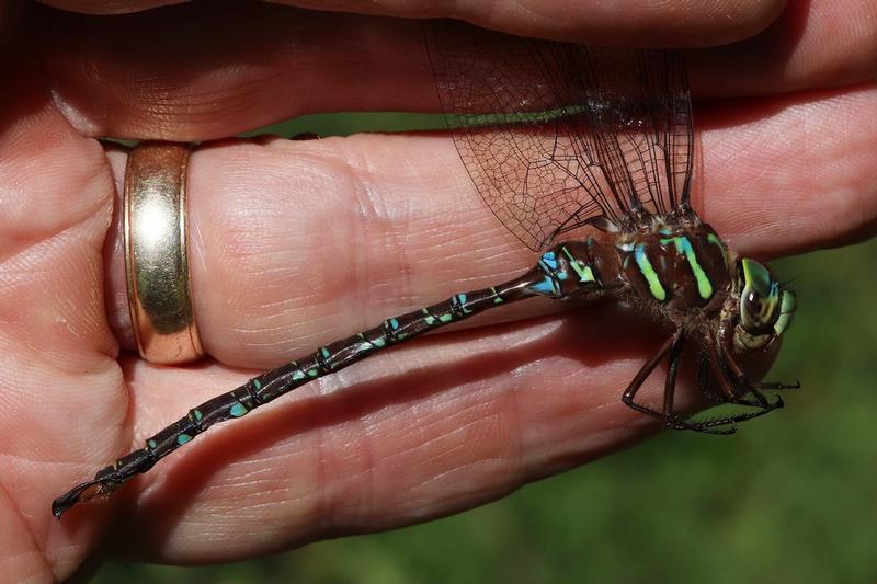 Photo of Shadow Darner