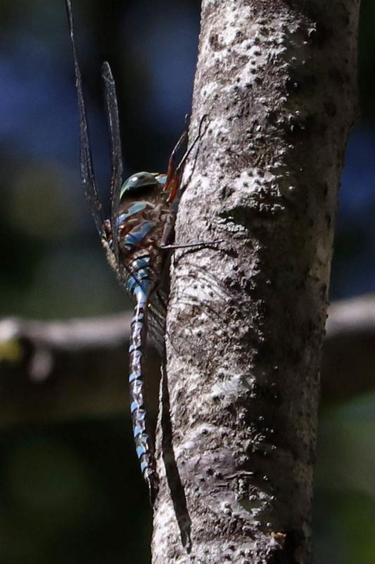 Photo of Lake Darner