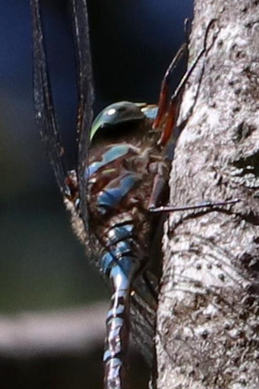 Photo of Lake Darner