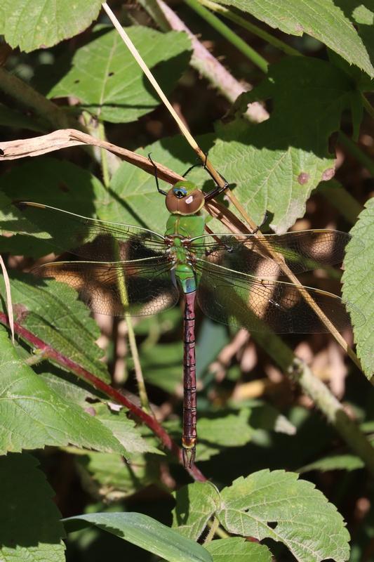 Photo of Common Green Darner