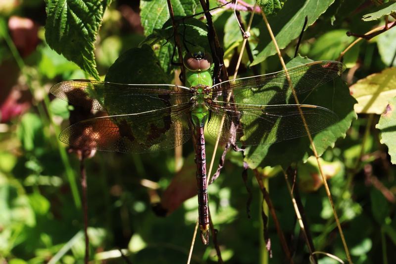 Photo of Common Green Darner