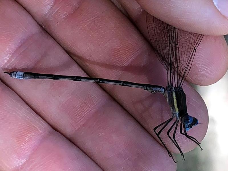 Photo of Great Spreadwing