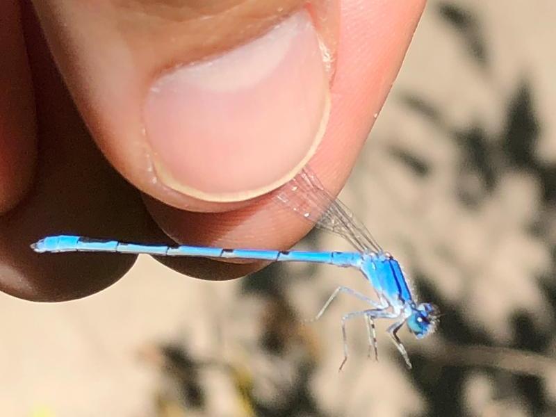 Photo of Familiar Bluet