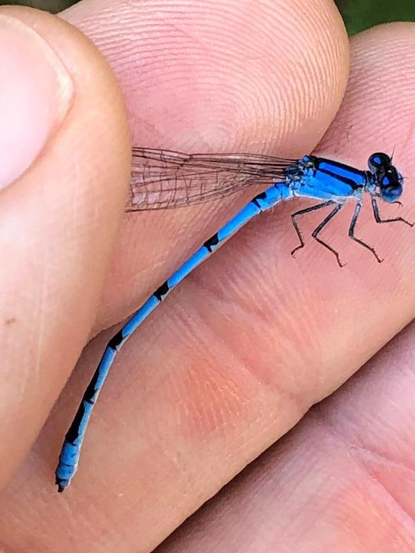 Photo of Familiar Bluet