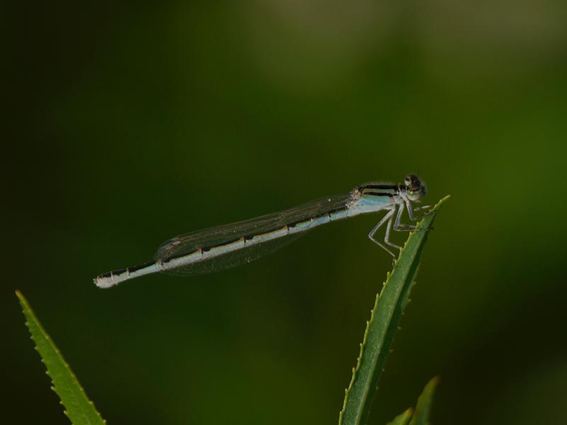 Photo of Familiar Bluet