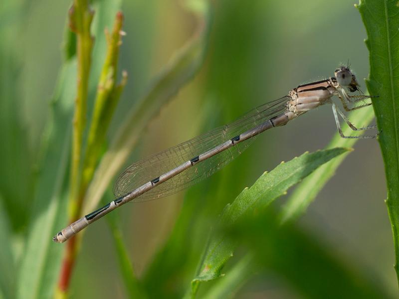 Photo of Familiar Bluet