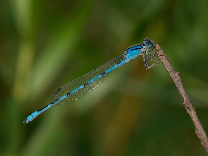 Photo of Familiar Bluet