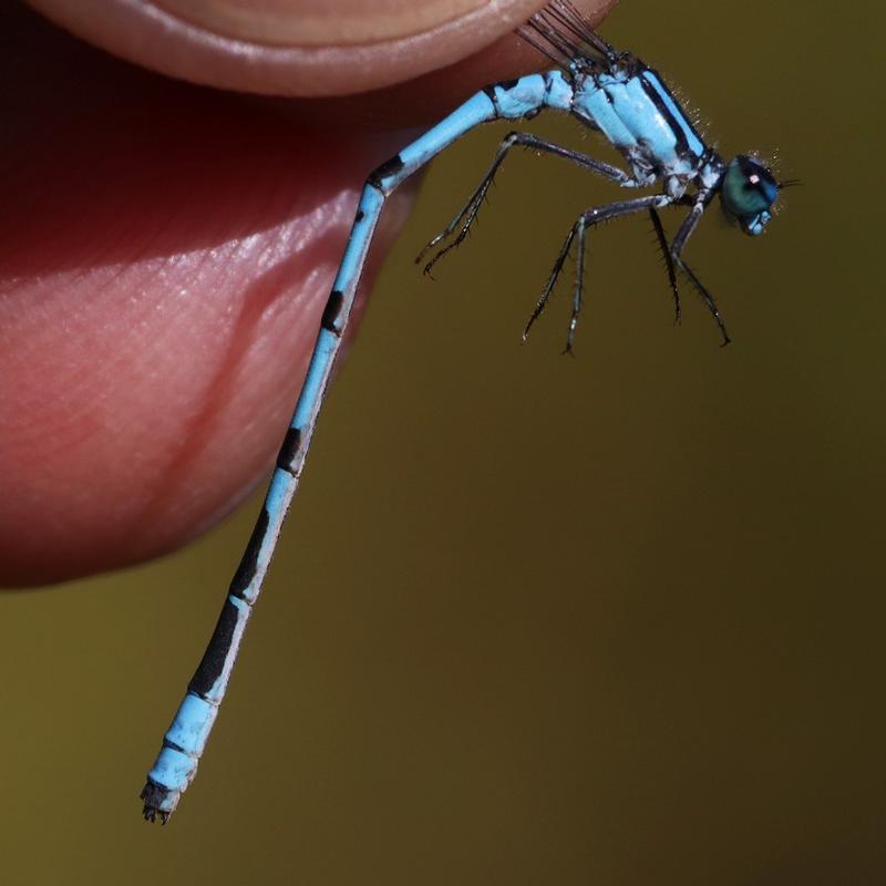 Photo of Marsh Bluet