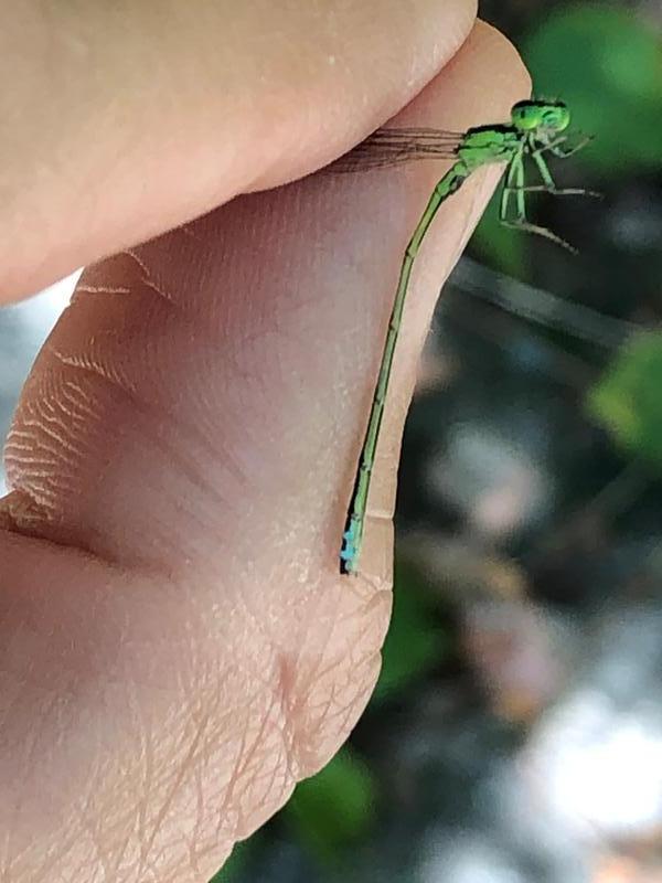 Photo of Eastern Forktail