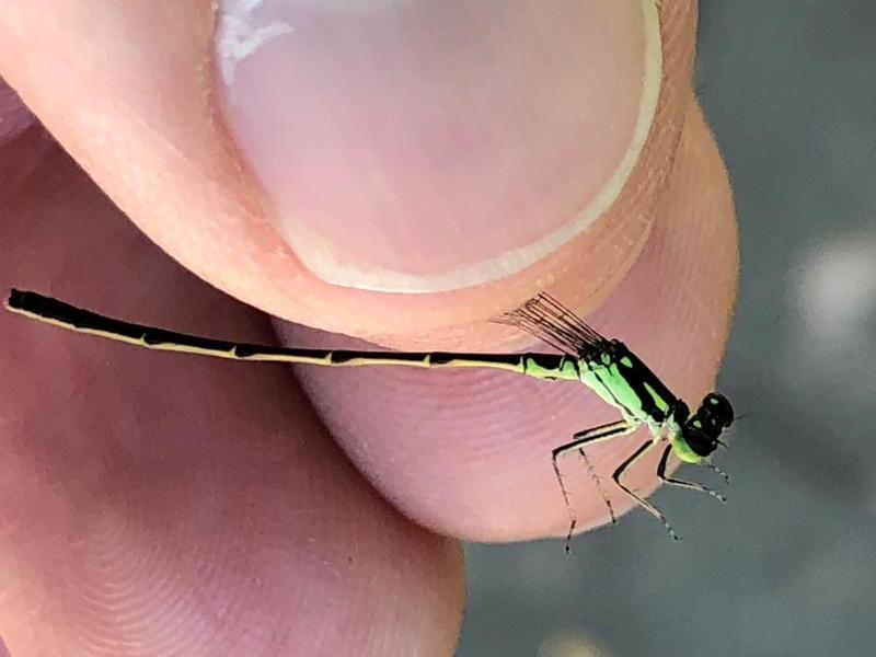 Photo of Fragile Forktail