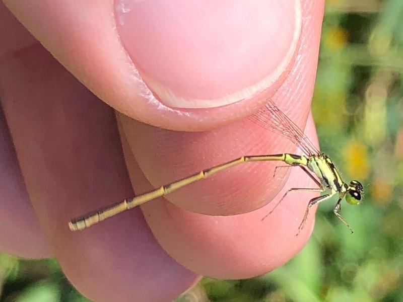 Photo of Fragile Forktail