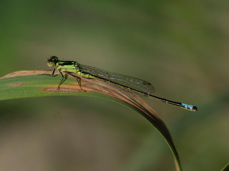 Photo of Eastern Forktail