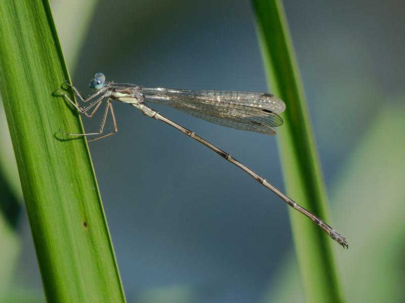 Photo of Slender Spreadwing