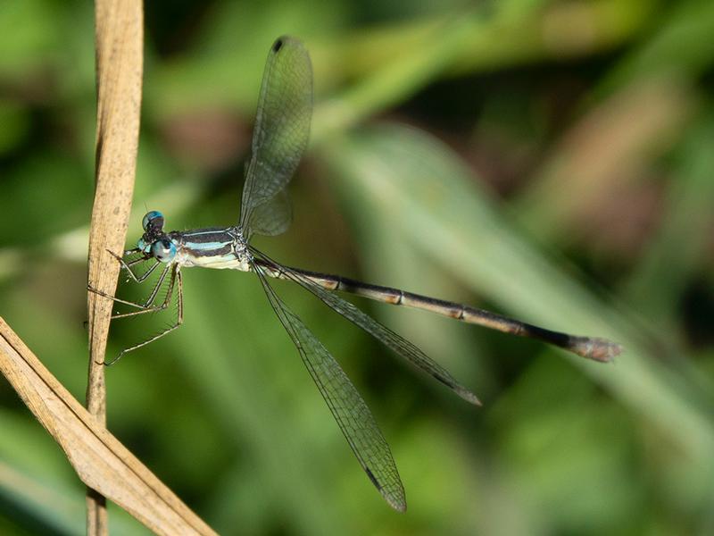 Photo of Slender Spreadwing