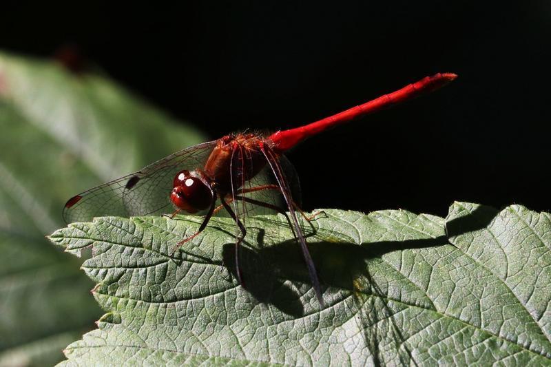 Photo of Autumn Meadowhawk