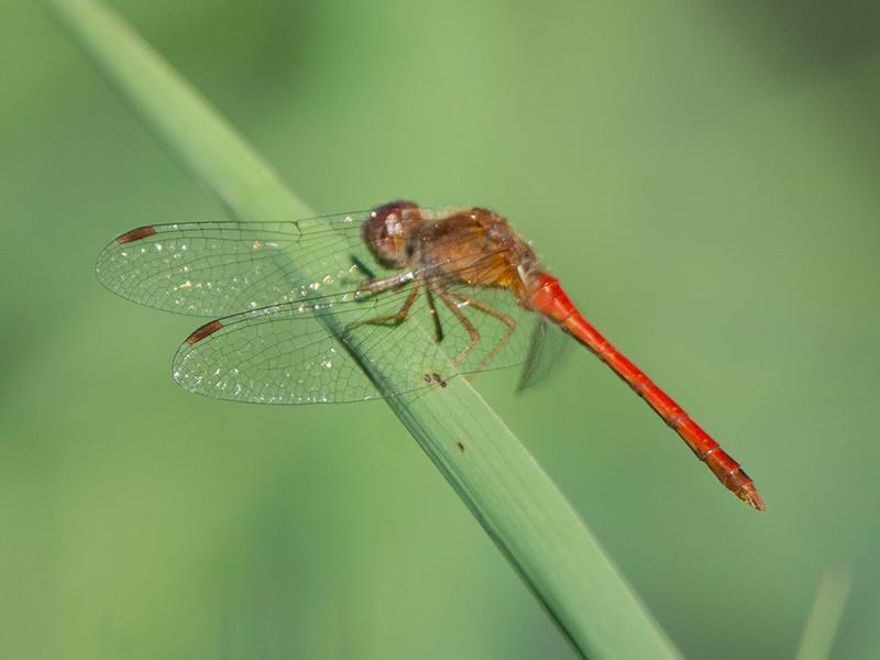 Photo of Autumn Meadowhawk