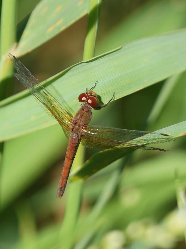 Photo of Band-winged Meadowhawk