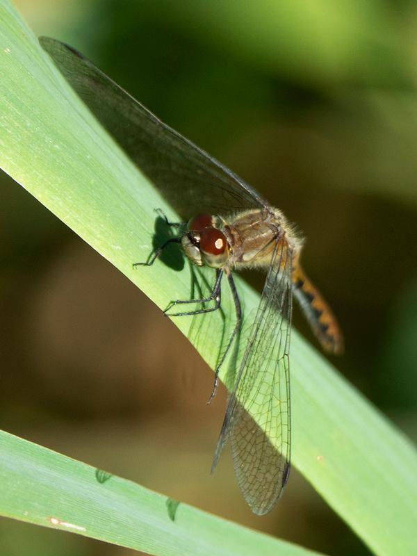 Photo of White-faced Meadowhawk