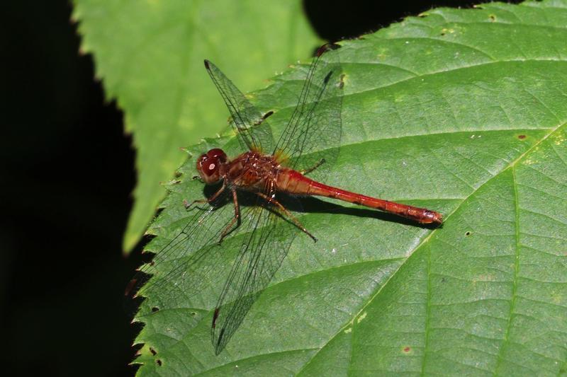 Photo of Autumn Meadowhawk