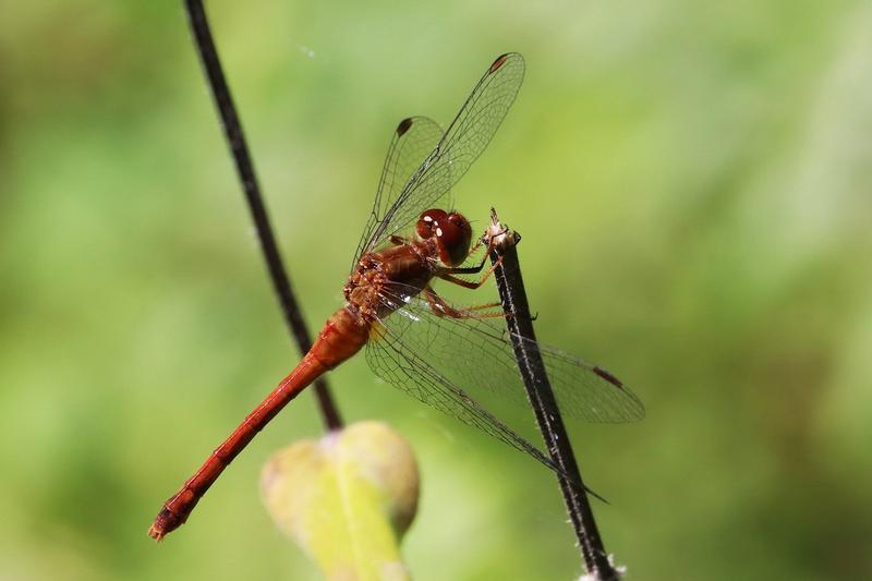 Photo of Autumn Meadowhawk