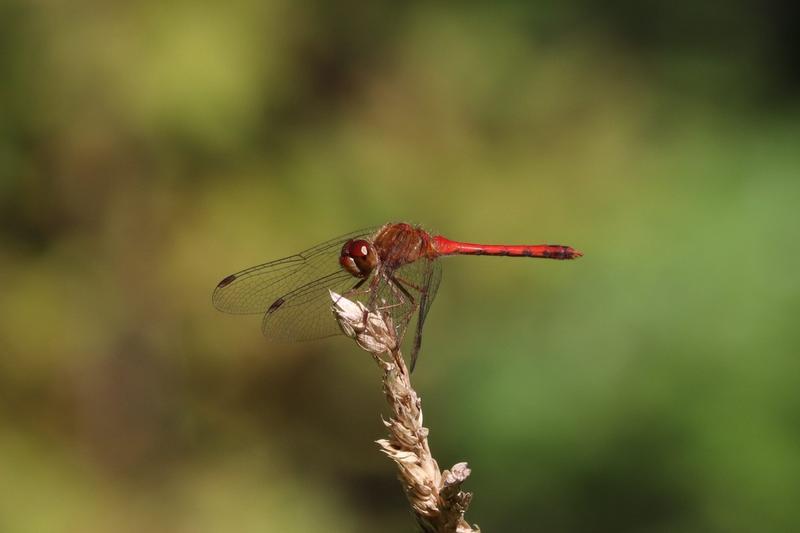 Photo of Autumn Meadowhawk