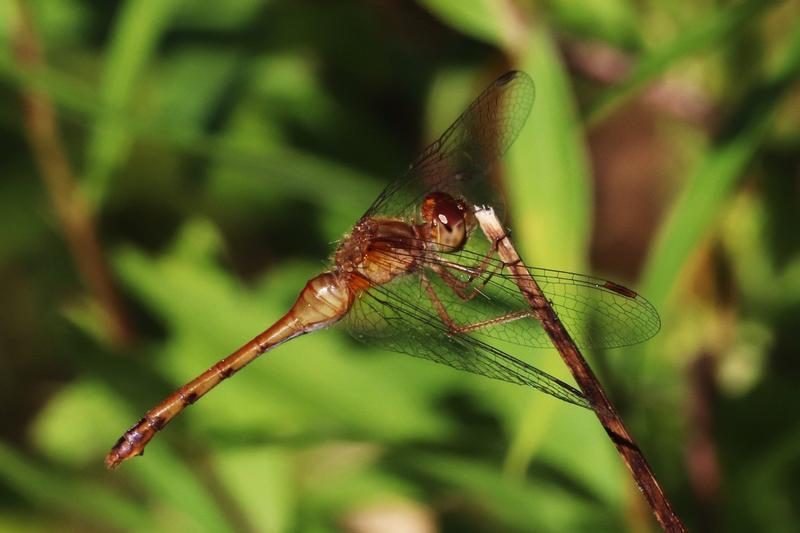 Photo of Autumn Meadowhawk