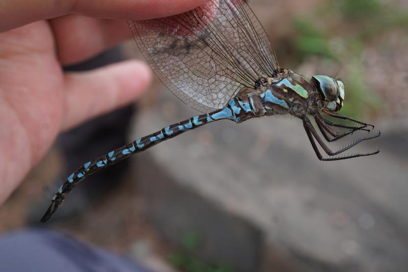 Photo of Canada Darner