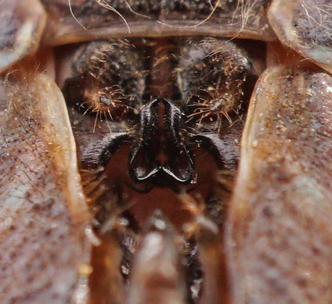 Photo of Canada Darner