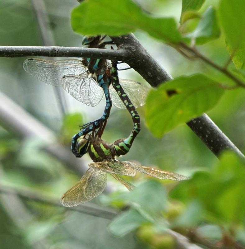 Photo of Lance-tipped Darner