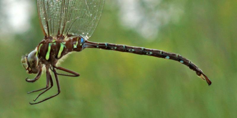 Photo of Shadow Darner