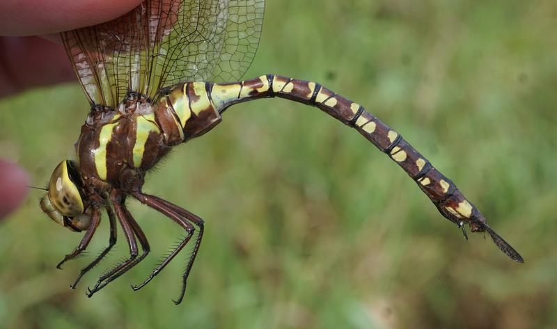 Photo of Lance-tipped Darner