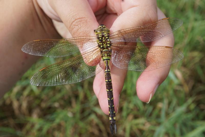 Photo of Lance-tipped Darner