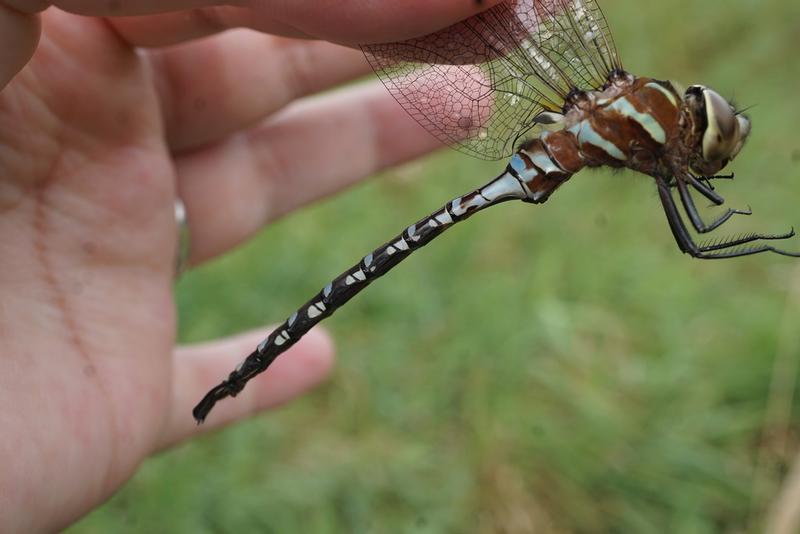 Photo of Lance-tipped Darner