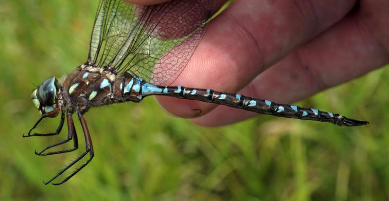 Photo of Variable Darner