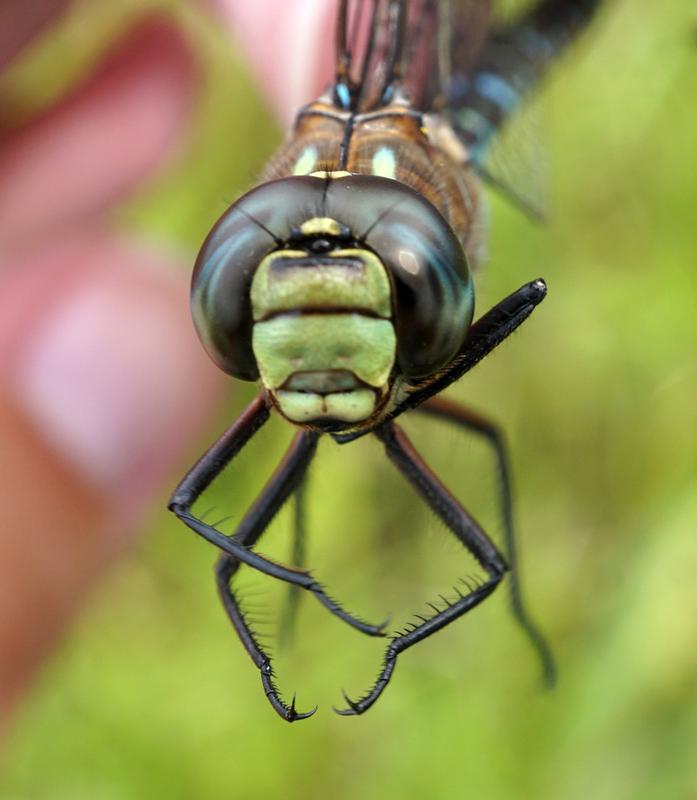 Photo of Variable Darner