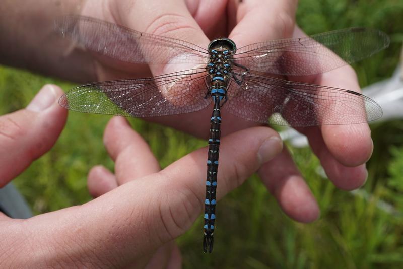 Photo of Variable Darner