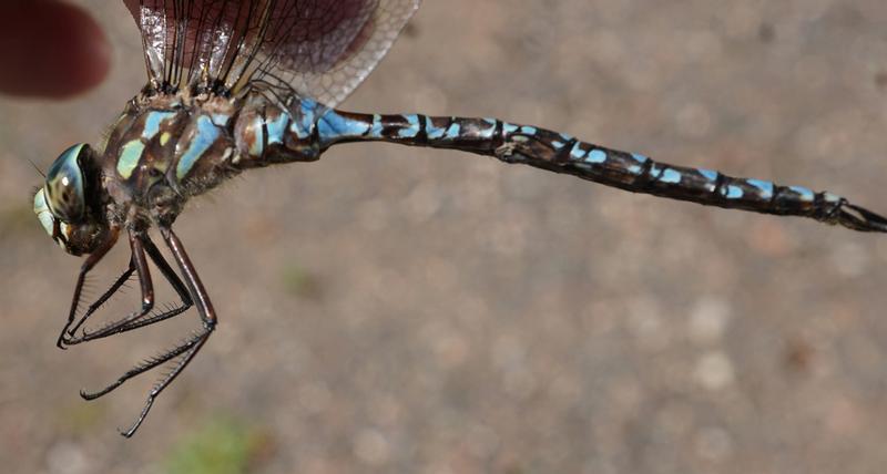 Photo of Canada Darner