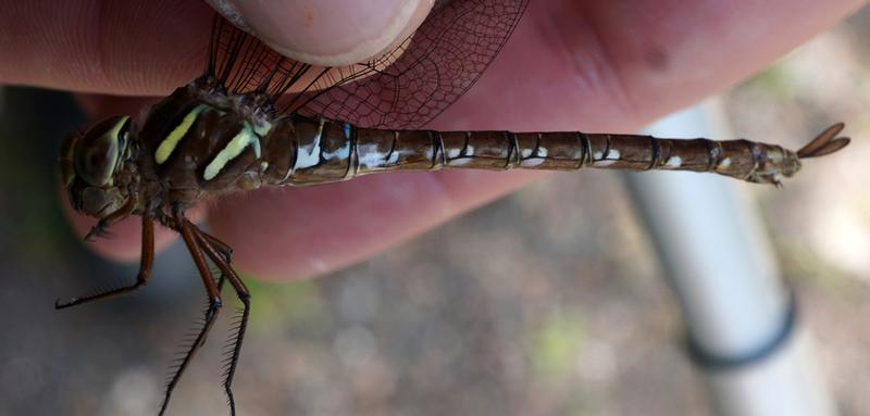 Photo of Shadow Darner