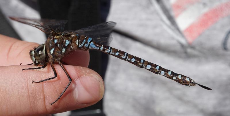 Photo of Variable Darner