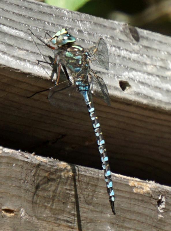 Photo of Lake Darner