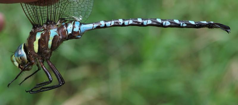 Photo of Lance-tipped Darner