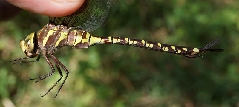 Photo of Lance-tipped Darner