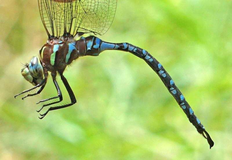 Photo of Lance-tipped Darner