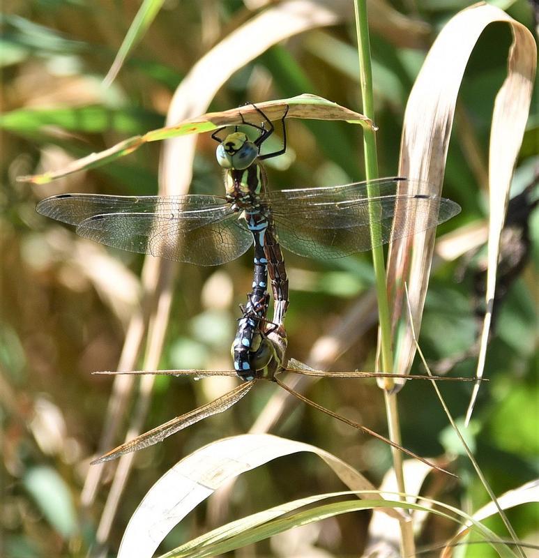 Photo of Lance-tipped Darner