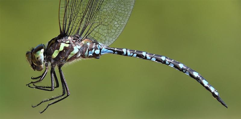 Photo of Green-striped Darner