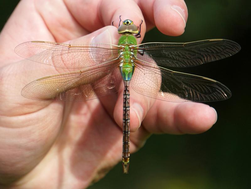 Photo of Common Green Darner