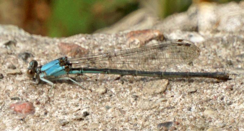 Photo of Blue-fronted Dancer